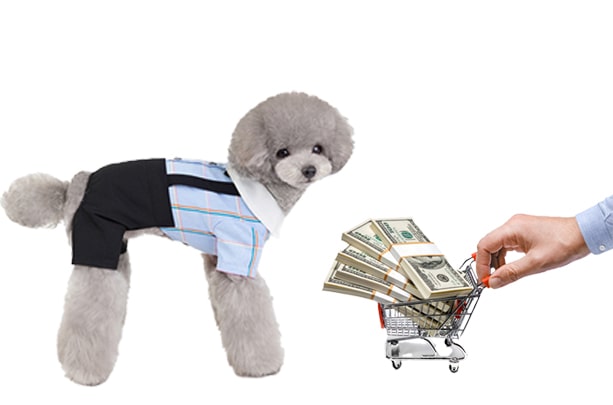 cost of neutering or spaying a dog