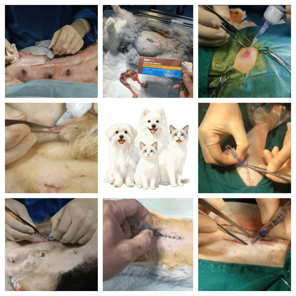 The Application of Skin Glue in Pet Surgery Wound Closure