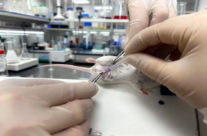 skin glue for wound closure in animal testing