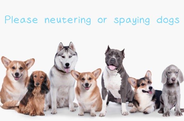 neutering or spaying dogs